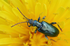 Plateumaris discolor