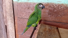 Dusky-Headed Parakeet photo 1