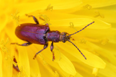 Plateumaris discolor