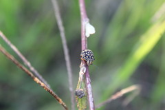 Orsilochides scurrilis