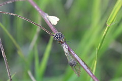 Orsilochides scurrilis