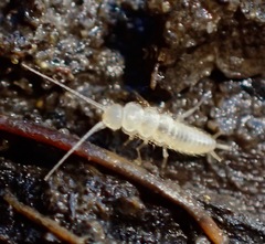 Nicoletiidae