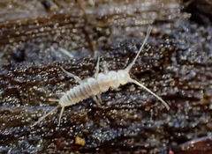 Nicoletiidae