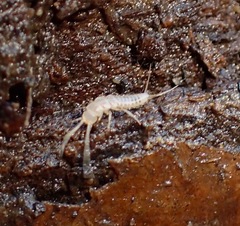Nicoletiidae