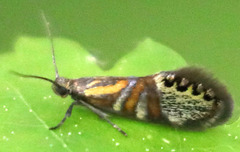 Fabiola quinqueferella