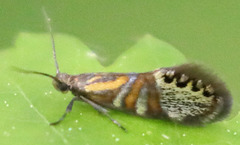 Fabiola quinqueferella