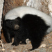 American Hog-nosed Skunk - Photo (c) Robby Deans, some rights reserved (CC BY-NC), uploaded by Robby Deans