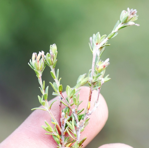 Image of Gnidia laxa by (c) Tony Rebelo, some rights reserved (CC BY-SA)