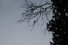 Danaus plexippus plexippus