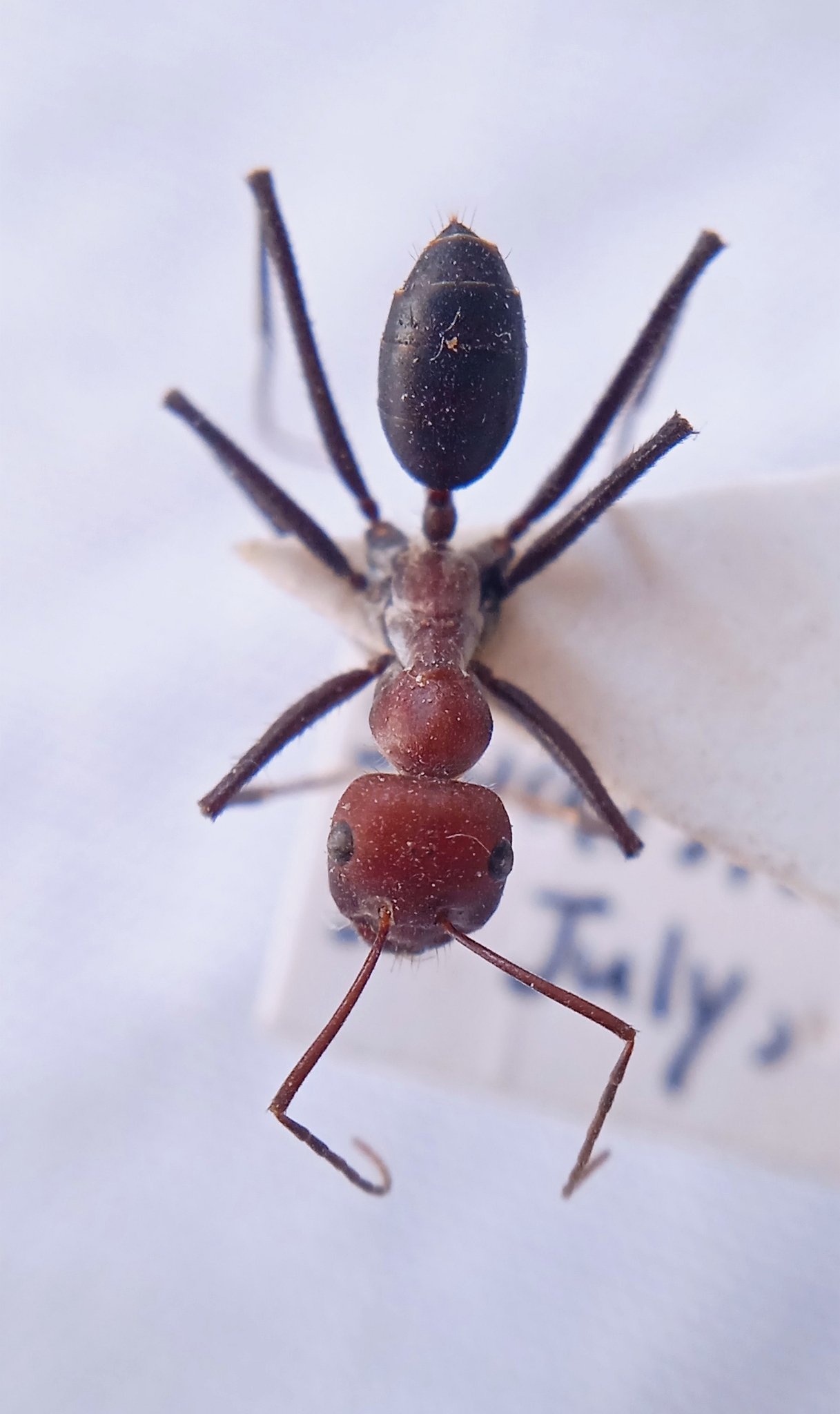 Cataglyphis bergiana