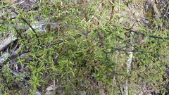 Coprosma rhamnoides
