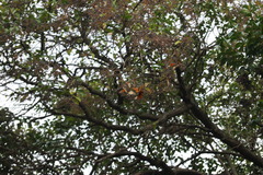 Danaus plexippus plexippus