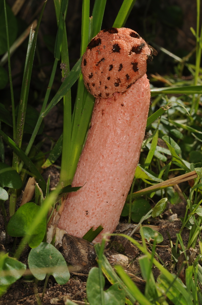 Lysurus sphaerocephalus · November 2013 · photo: © aacocucci (iNaturalist, cc-by)