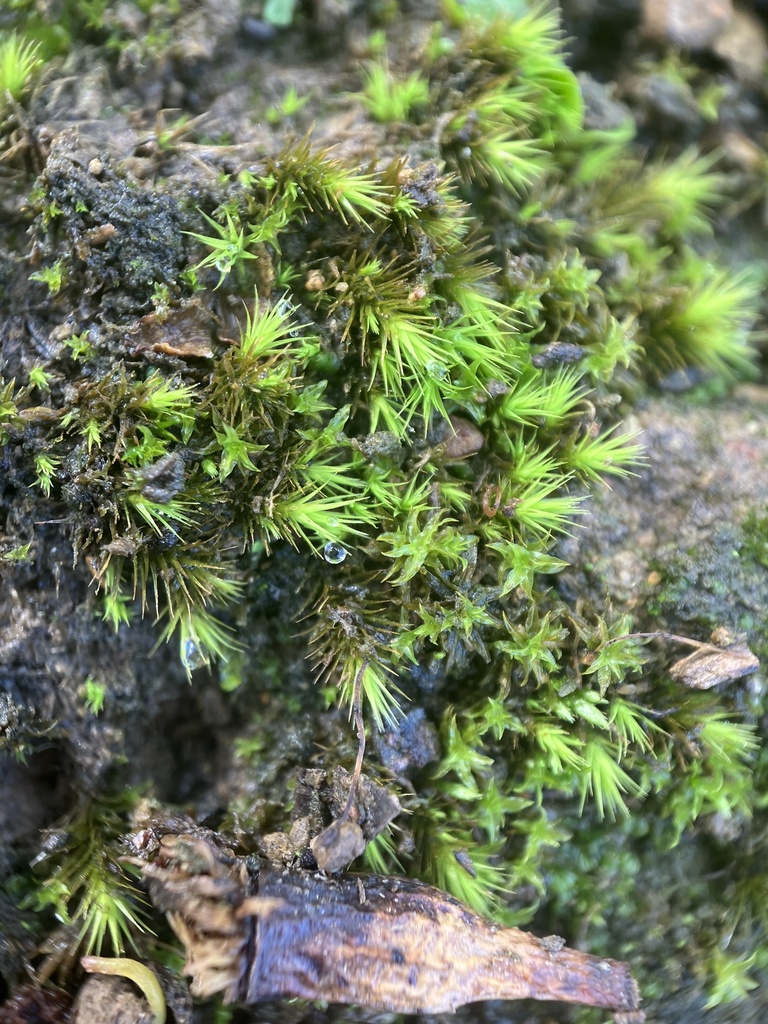 Campylopus clavatus from Belair National Park, Belair, SA, AU on April