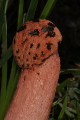 Lysurus periphragmoides image