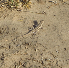 Holbrookia propinqua