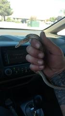 Pituophis catenifer