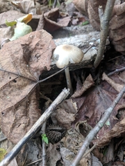 Oudemansiella limonispora