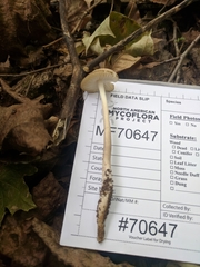 Oudemansiella limonispora