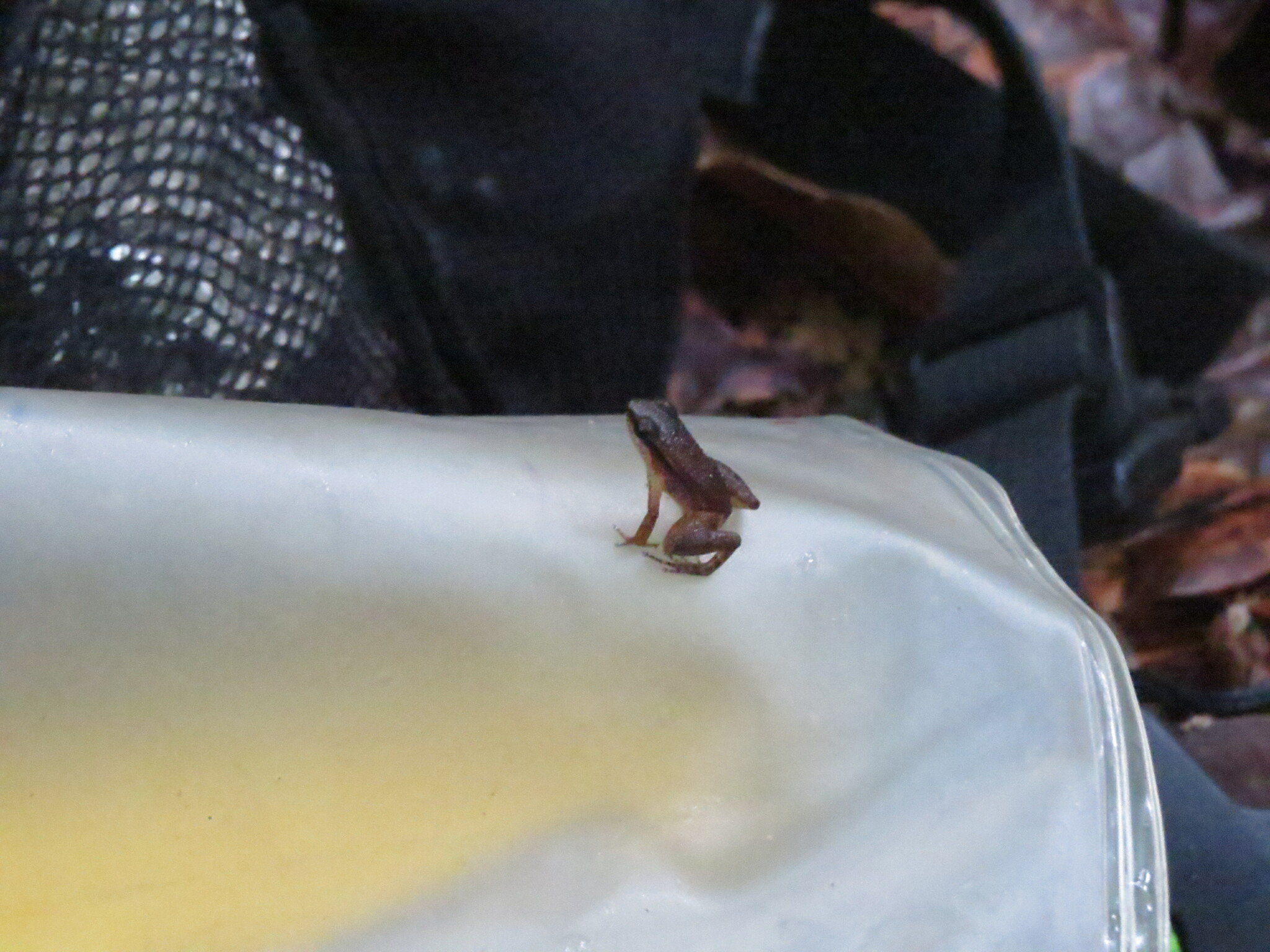 Anomaloglossus stepheni (Martins, 1989)