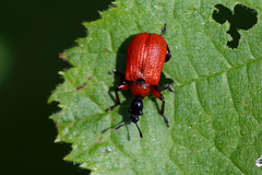 Apoderus coryli