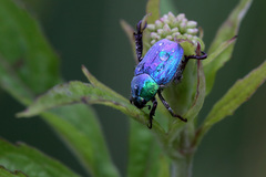 Hoplia coerulea