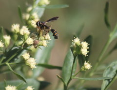 Physocephala sagittaria