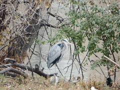 Ardea herodias