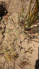 Eryngium aristulatum