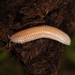 Slug Millipede - Photo (c) Jason M Crockwell, some rights reserved (CC BY-NC-ND), uploaded by Jason M Crockwell