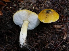 Tricholoma subluteum