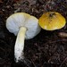 Tricholoma subluteum - Photo no rights reserved, uploaded by Garrett Taylor