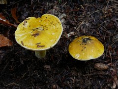 Tricholoma subluteum