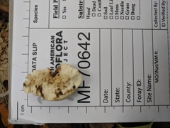 Perenniporia compacta