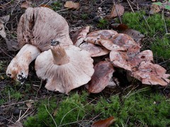 Tricholoma stans