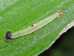 Dynastor darius stygianus