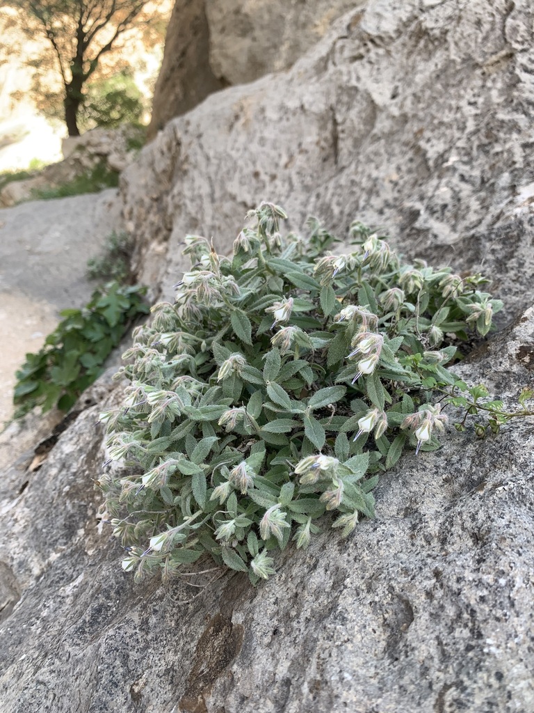 Onosma rostellata
