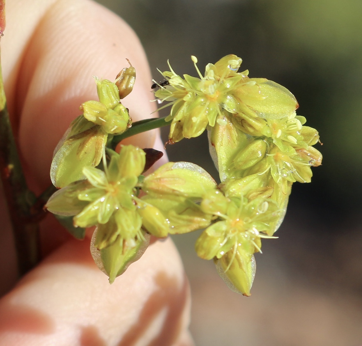 Eriogonum alatum