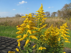 Solidago altissima