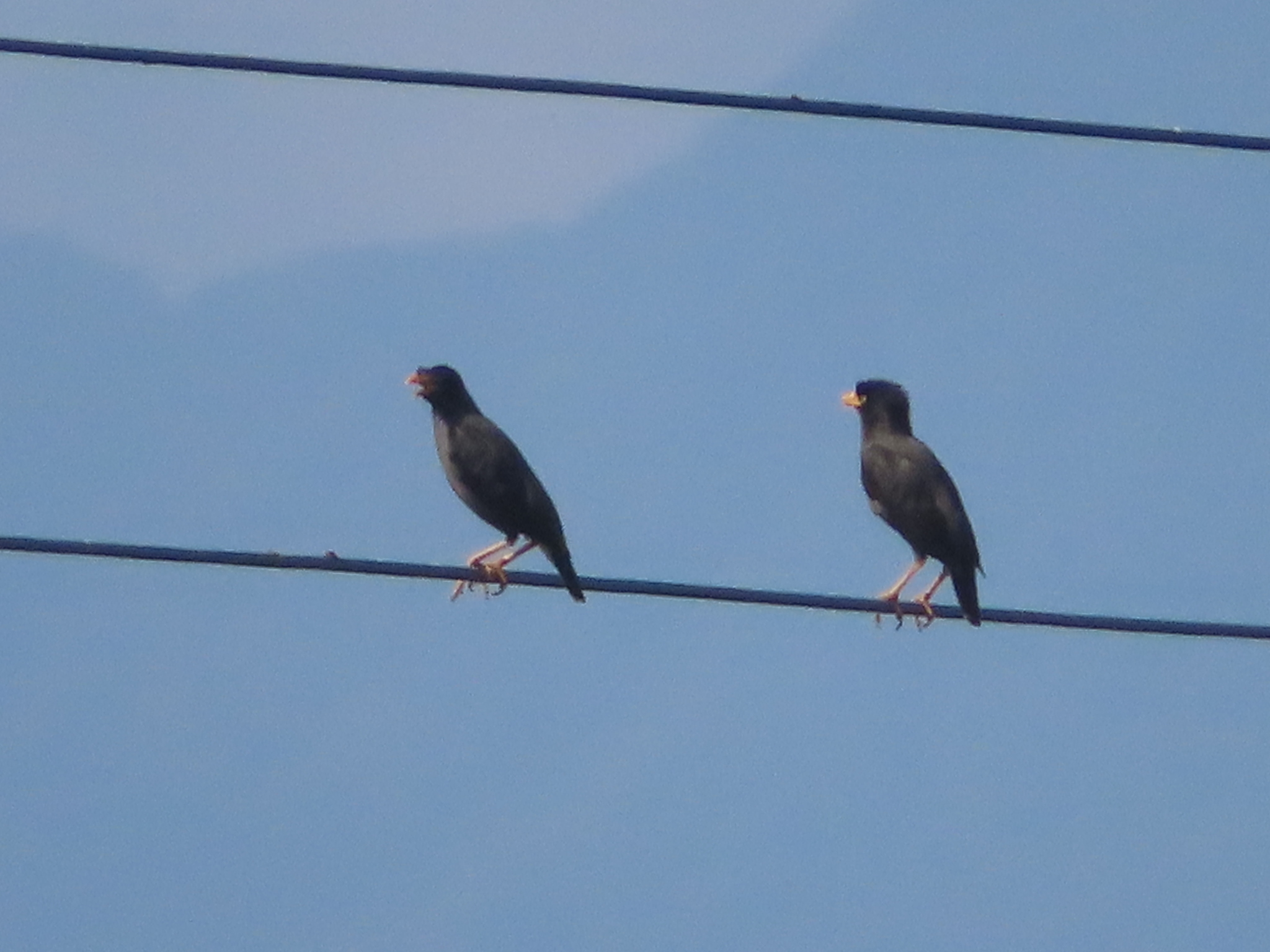 Javan Myna