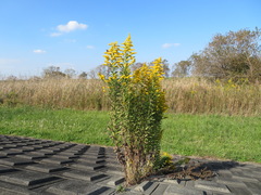 Solidago altissima