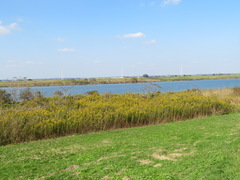 Solidago altissima
