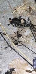 Latrodectus hesperus