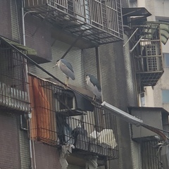 Nycticorax nycticorax