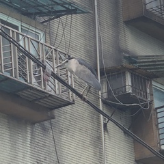 Nycticorax nycticorax