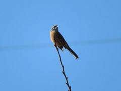Emberiza cioides