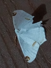 Sericoptera mahometaria