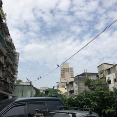 Nycticorax nycticorax