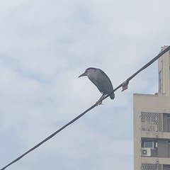 Nycticorax nycticorax