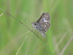 Dardarina dardaris